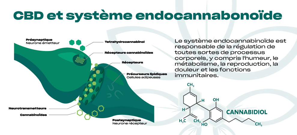 CBD et systemen endocannabinoide - comment le CBD interagi dans le corps