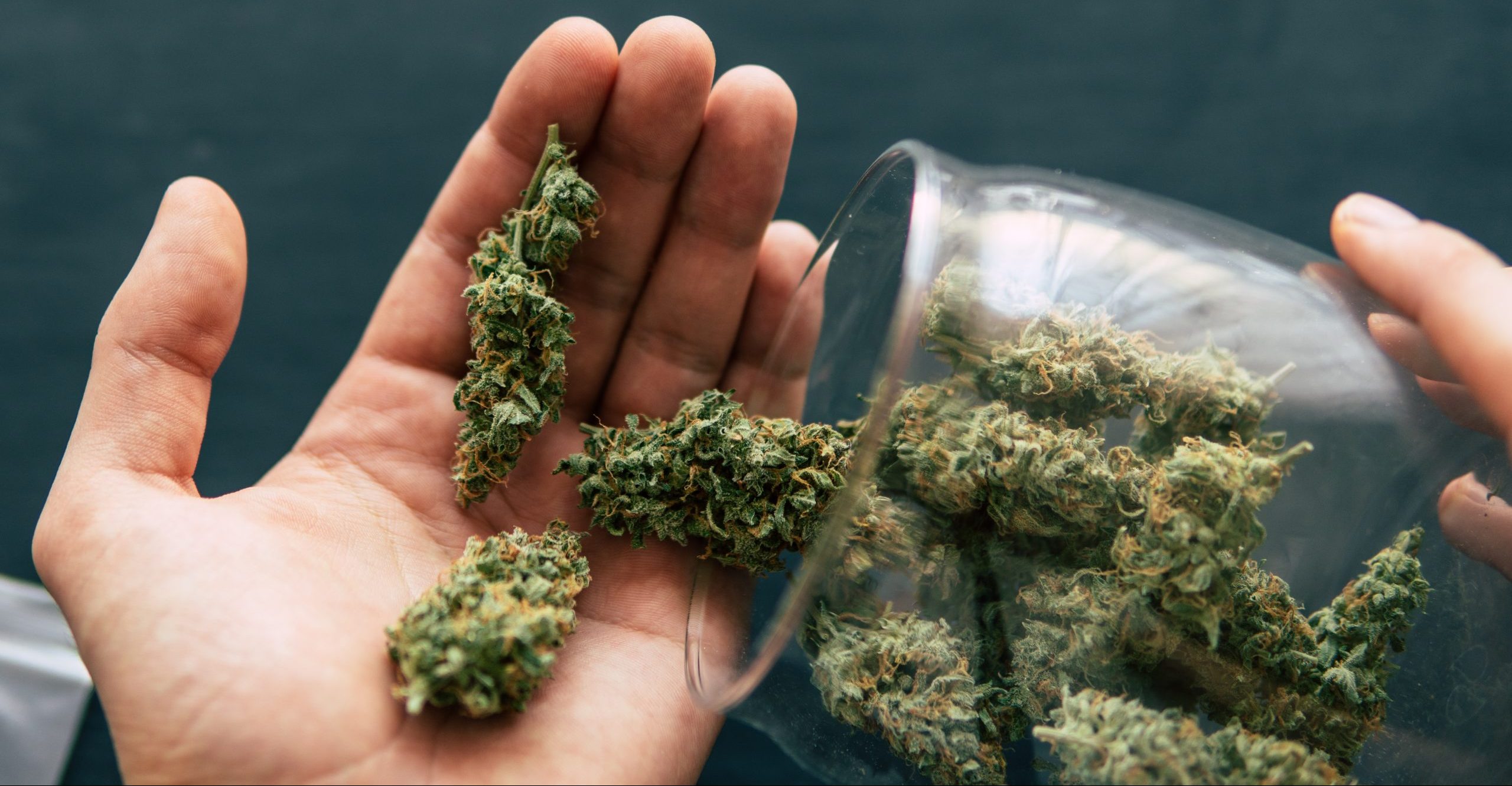 Fleurs de cannabis CBD : comment choisir