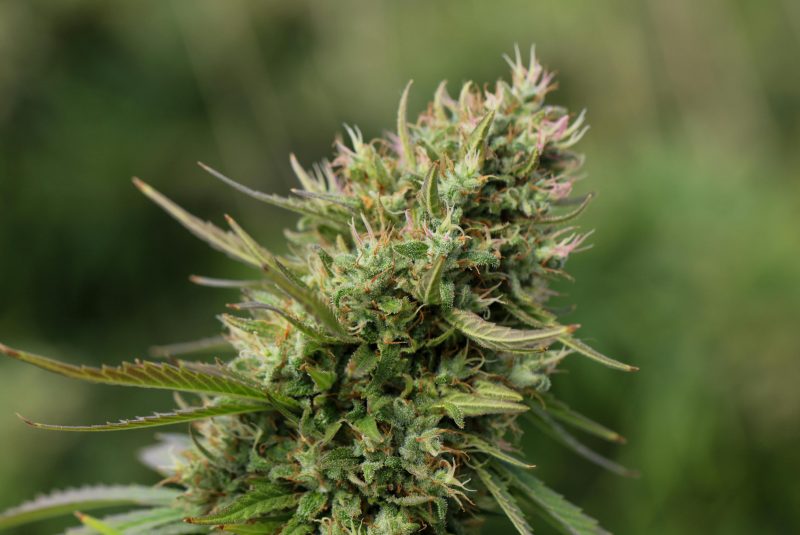 Gamme CBD CBD shop