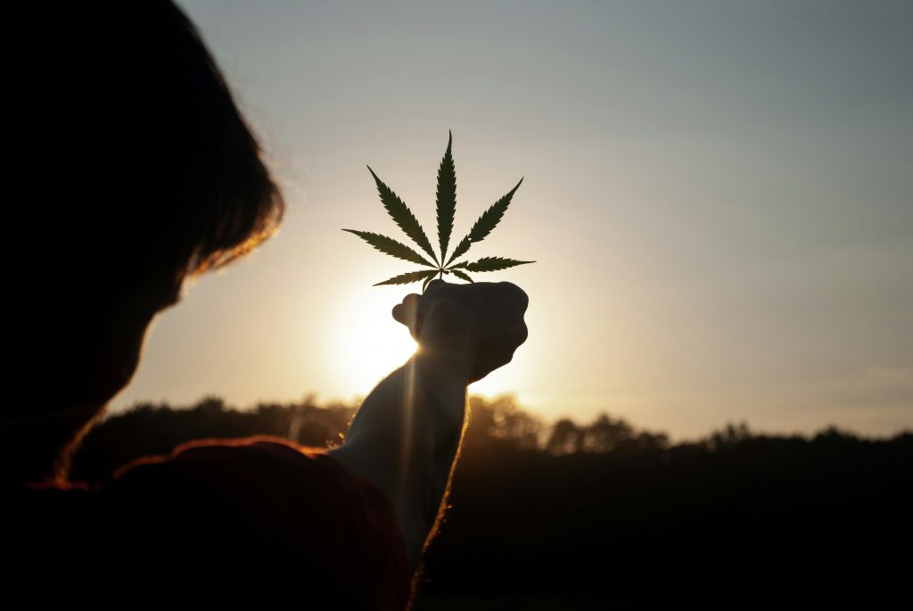 Fleur de CBD et huile de CBD comparées, effets et durée