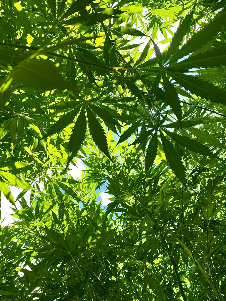 Passer du THC au CBD : guide pour une transition progressive