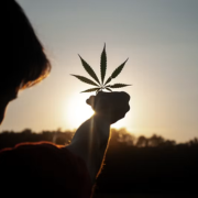 Achat Fleurs CBD en ligne