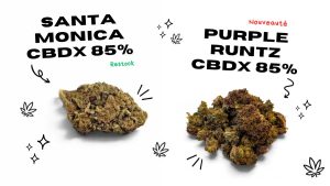 Nouveautés fleurs CBDX